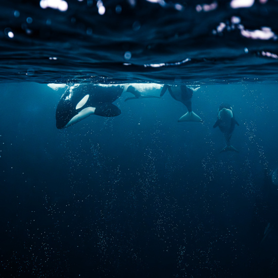 → Im Bann der Orcas