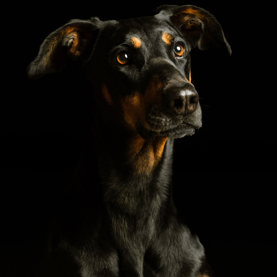 Die nächste Hundefotoaktion findet am 20. Februar statt