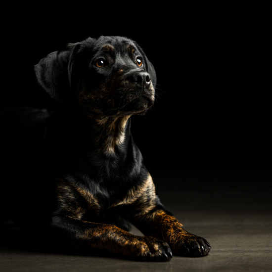 Fotoshooting für und mit deinem Hund
