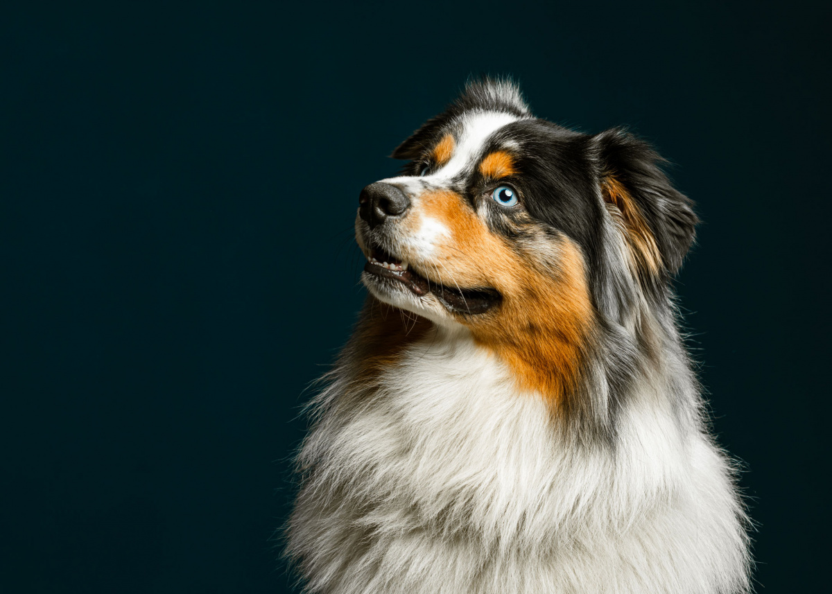 Hundefotoshooting in Weyhe